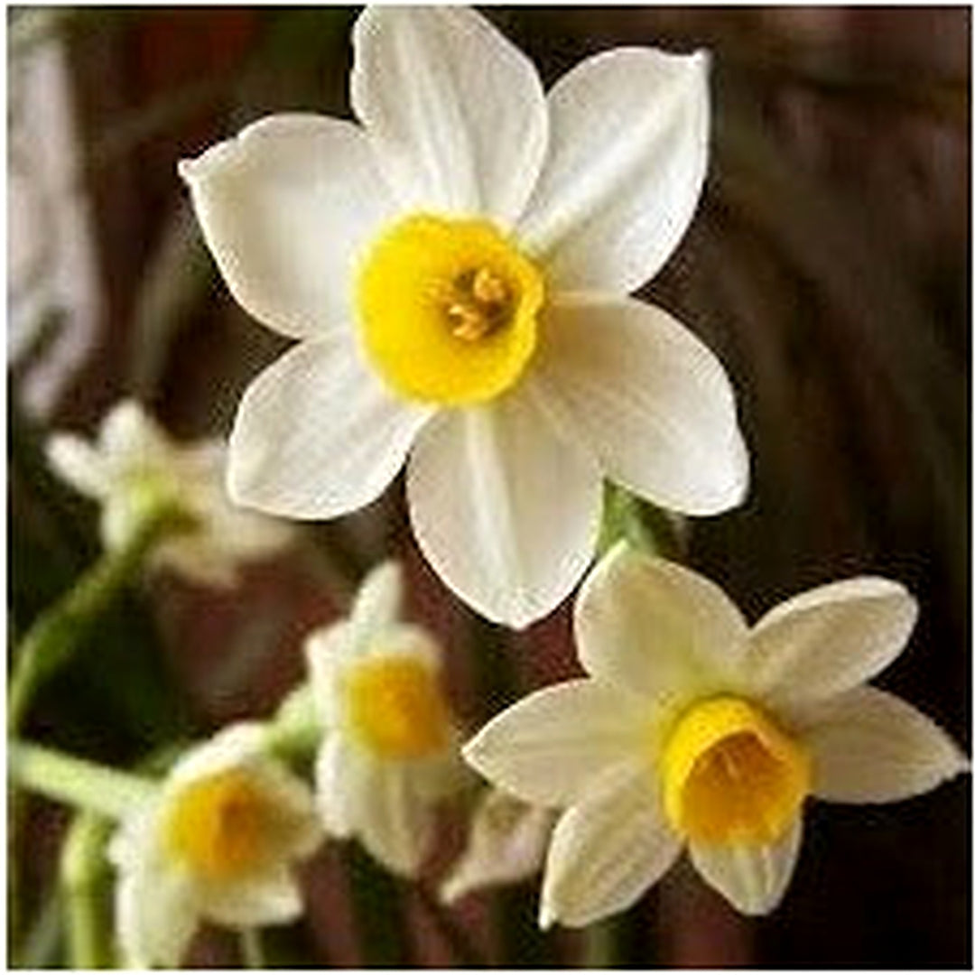 White Yellow Double Petals Narcissus Flower Seeds for Planting [neera-v5-84f486c89a43ae72d436]
