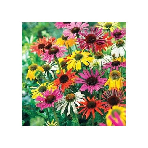 Mixed Echinacea Coneflower For Planting Heirloom Non Gmo Garden Flower Seeds for Home Garden [neera-v5-84f4c11365f92a9f3ddc]