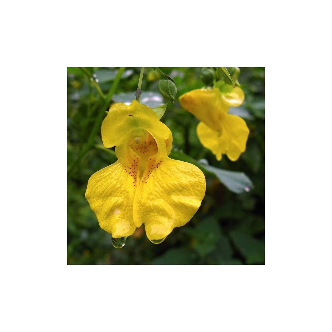 Yellow Jewelweed Impatiens Pallida Native Wildflower For Planting Perfect For Pollinator Gardens [neera-v5-84f952bc2576478aefa0]