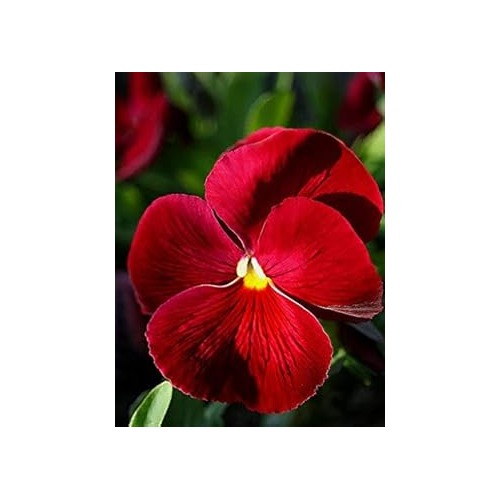 Dark Red Pansy Seeds for Planting [neera-v5-8502200380bd95a5a6e2]