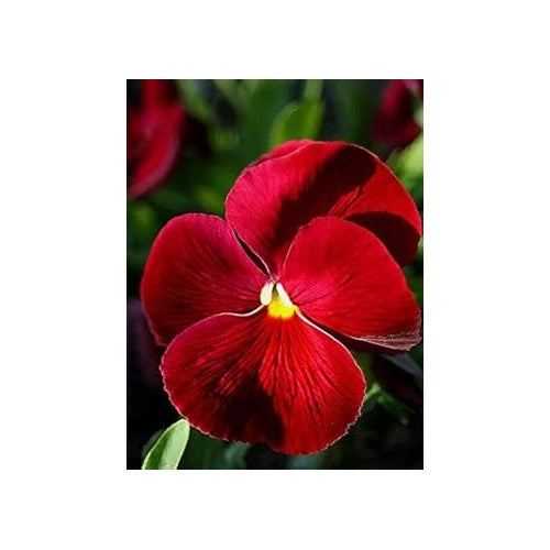 Dark Red Pansy Seeds for Planting [neera-v5-8502200380bd95a5a6e2]