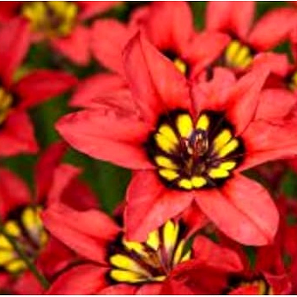 Heirloom Non-GMO Red Yellow Sparaxis Flower Seeds [neera-v5-85050e3090bc7f035719]