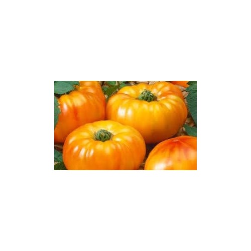 Amanas Orange Tomato Vegetable Seeds for Planting [neera-v5-850a3a69761ef70a0836]