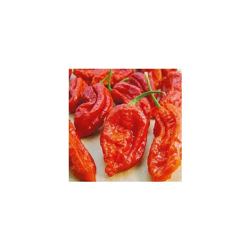 Bhut Jolokia Pepper Vegetable Seeds for Planting [neera-v5-8511ce2a7f14a52961f0]