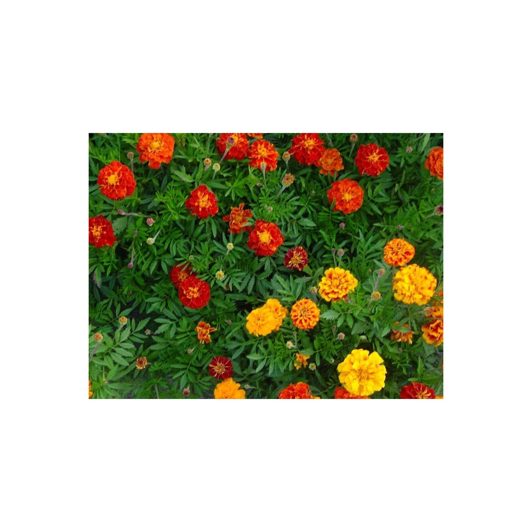 Tagetes Sparky Marigold Flower Tagetes Patula For Mass Bedding And Border Gardens Flower Seeds for [neera-v5-8526b3161358d11122a6]