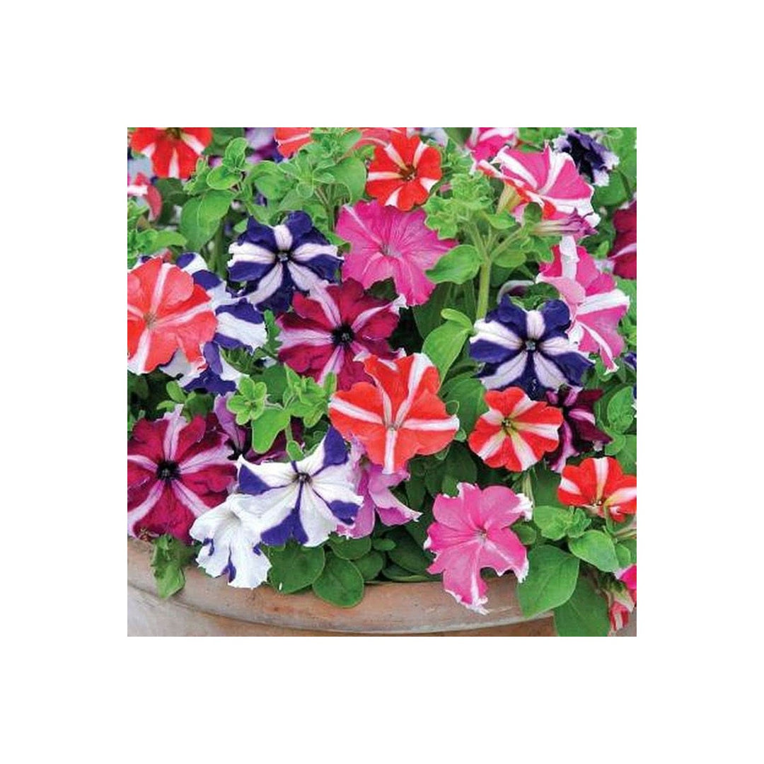 Petunia Hybrida Hanging Petunia Flower For Planting In Baskets And Containers Flower Seeds for Home [neera-v5-852dfb1a454866b9769b]