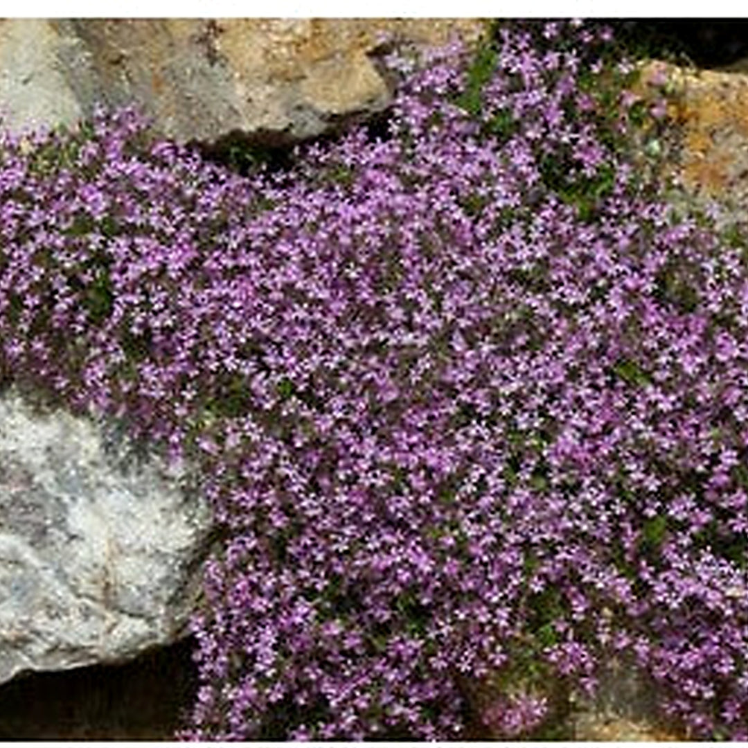 Pink Rock Soapwort Flower Planting Saponaria Ocymoides Soap Alternative Heirloom Non Gmo Flower [neera-v5-853a6b8de294dc4eb52b]