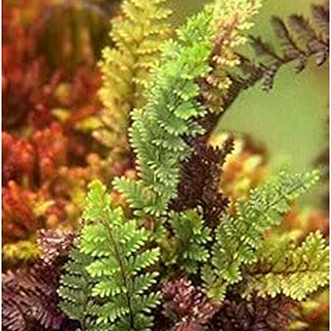 Mixed Color Fern Plant Seeds for Planting [neera-v5-85405fa2f90196524edf]