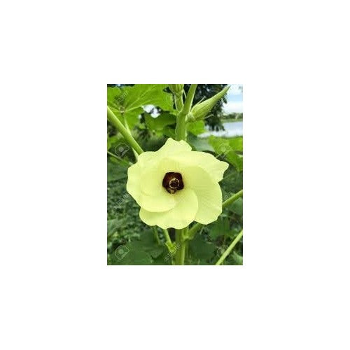 Okra Lady Finger Seeds for Planting | Heirloom, Non-GMO, High Germination Organic Garden Seeds [neera-v5-85463f76a45ac18ac047]