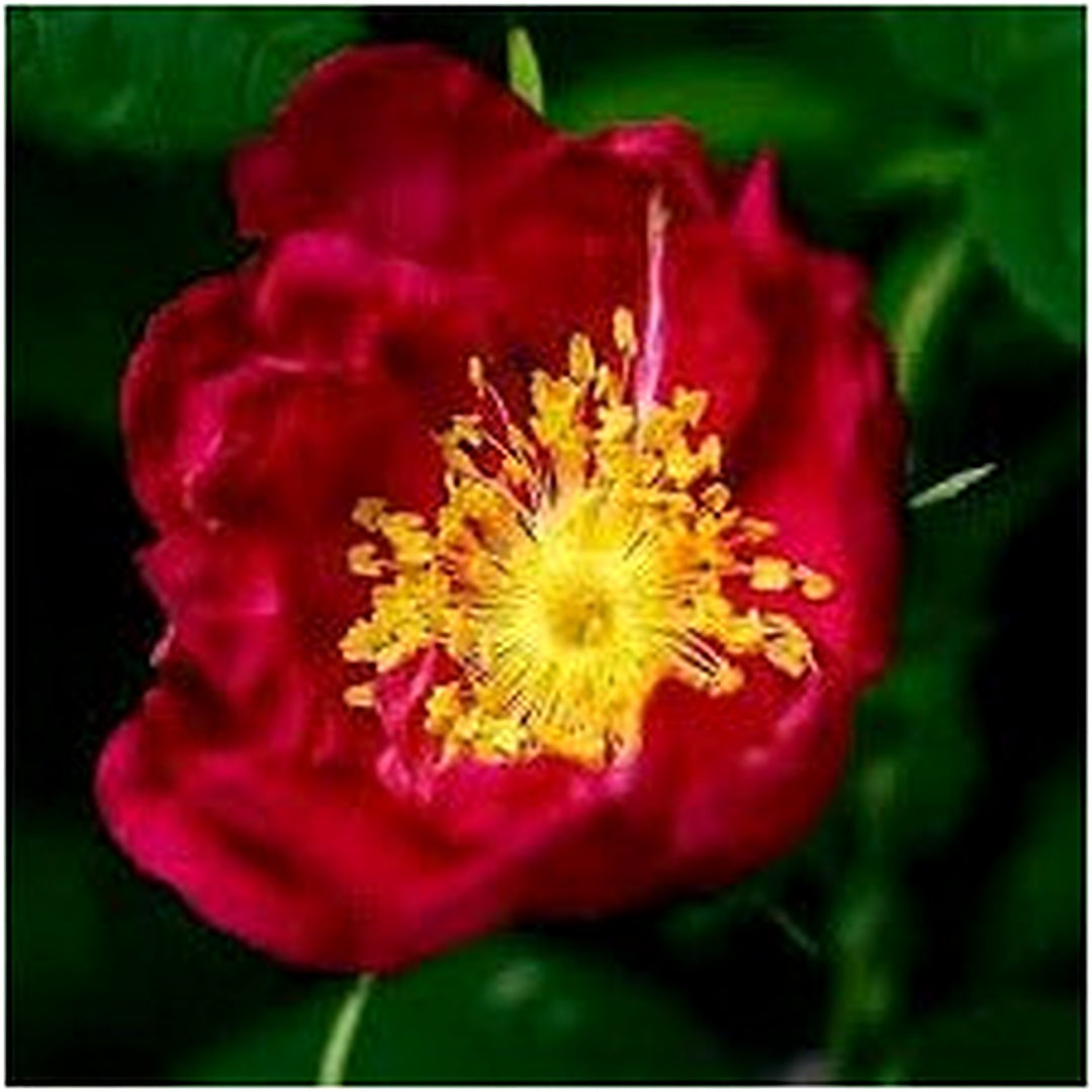 Red Rugrose Rose Plant Seeds for Planting [neera-v5-855f02f3389da3908c6f]
