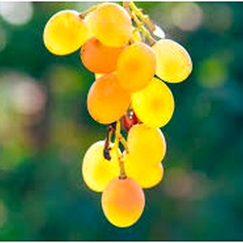 Golden Grapes Fruit Seeds for Planting [neera-v5-856d1fdfdb0a0c5de3da]