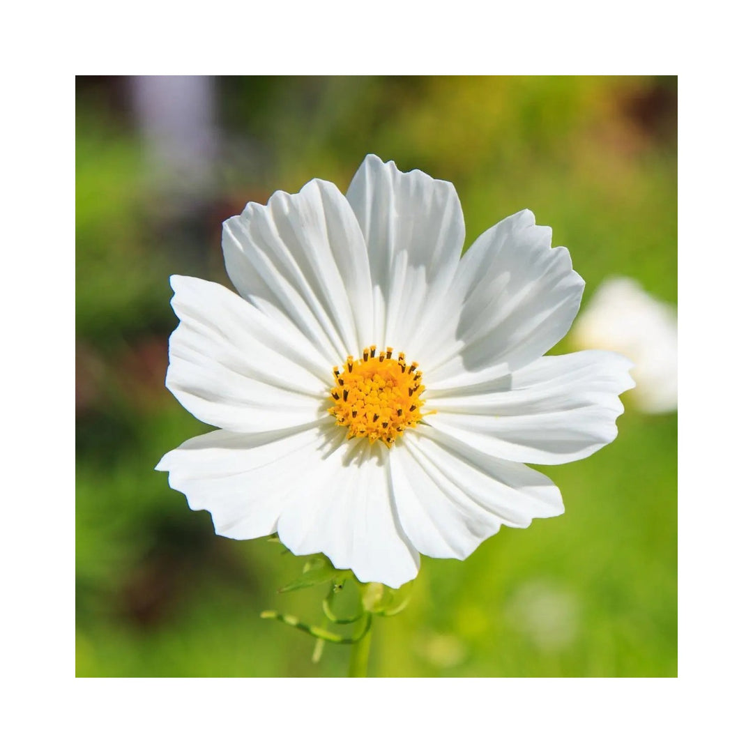 White Cosmos Flower For Planting Non Gmo Heirloom Vibrant Garden Blooms Flower Seeds for Home [neera-v5-856f630b05dc2fec4a1c]