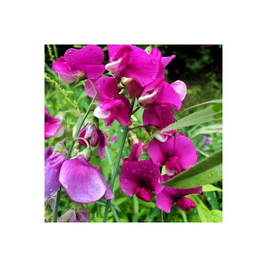 Sweet Pea Flower For Planting Flower Seeds for Home Garden Planting, Colorful Organic Blooming [neera-v5-857590441d0df4c2dd98]