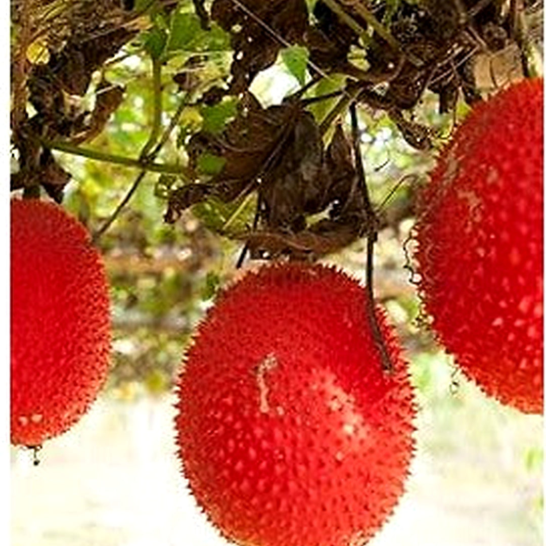 Gac Fruit Seeds [neera-v5-857737854a15118cc8c8]