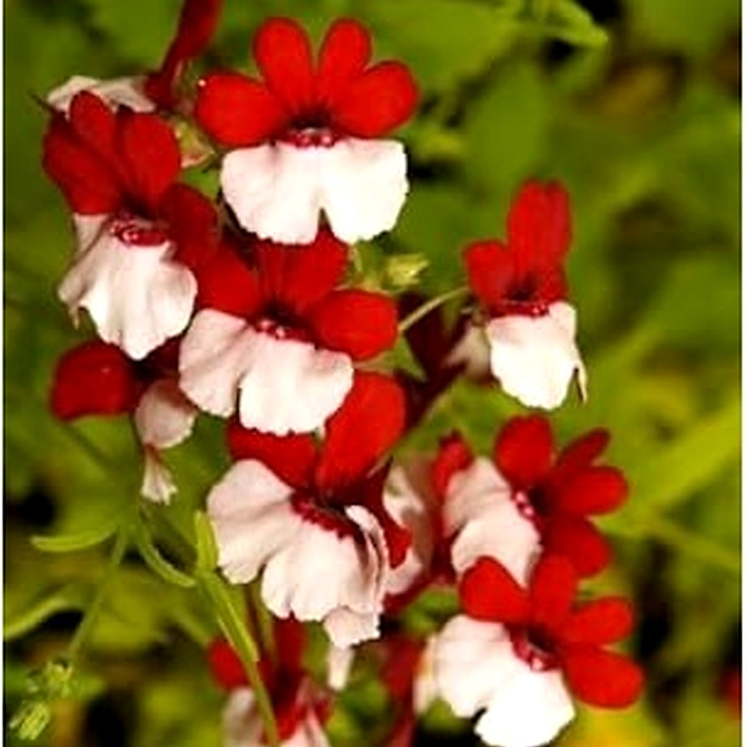 Organic Red White Nemesia Strumosa Flower Seeds for Planting [neera-v5-85861be3d4fb96803815]