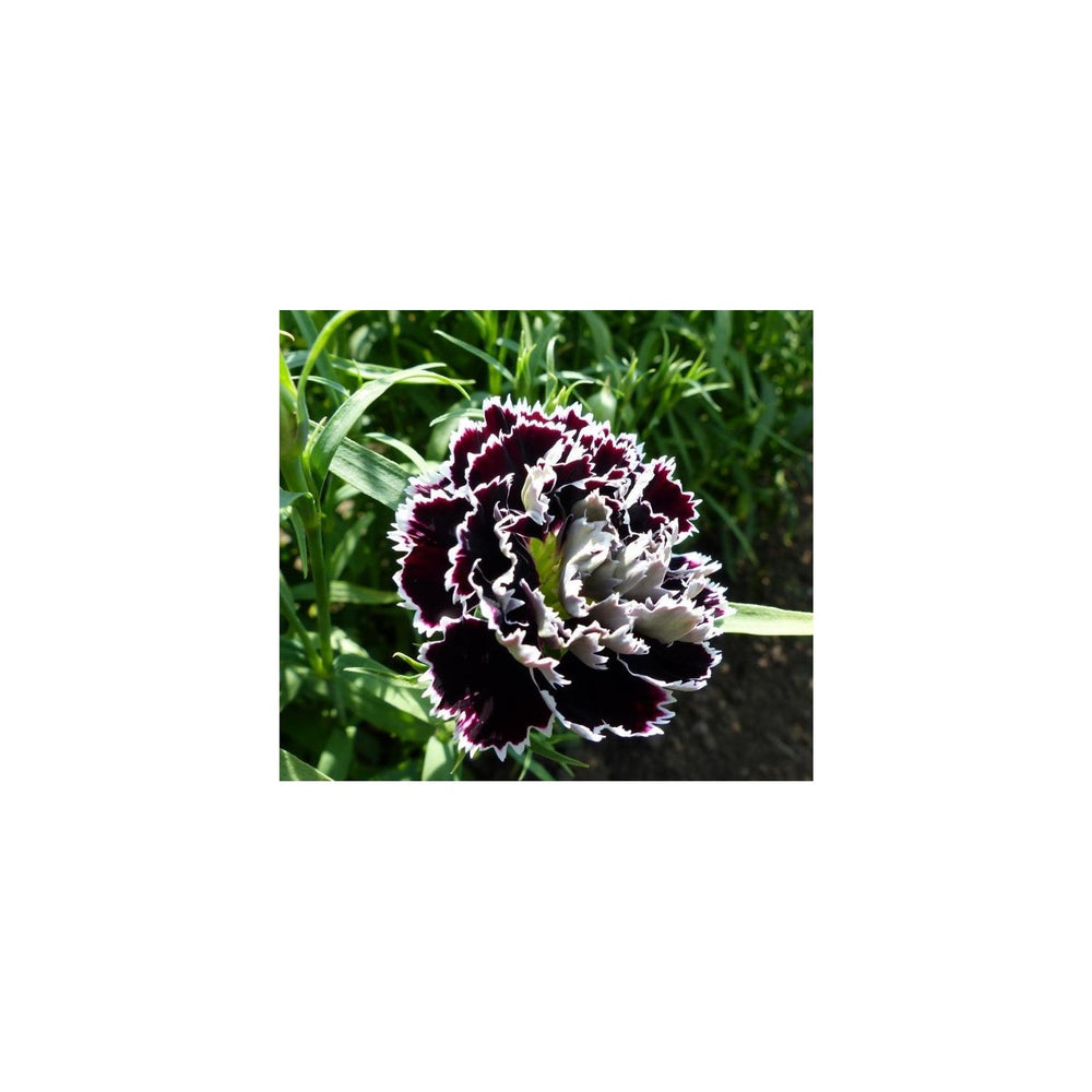 Black Carnation Dianthus Caryophyllus Flower For Dramatic Flower Beds And Indoor Planting Flower [neera-v5-858c2db4b265d971c09f]