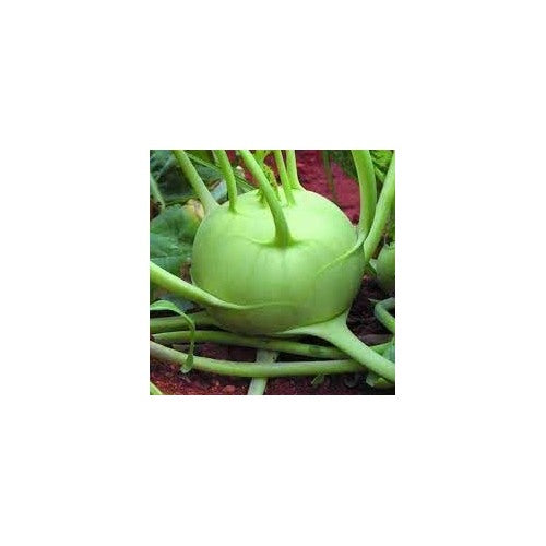 Giant Kohlrabi Vegetable Seeds for Planting [neera-v5-8590a691cbc1aefadee5]
