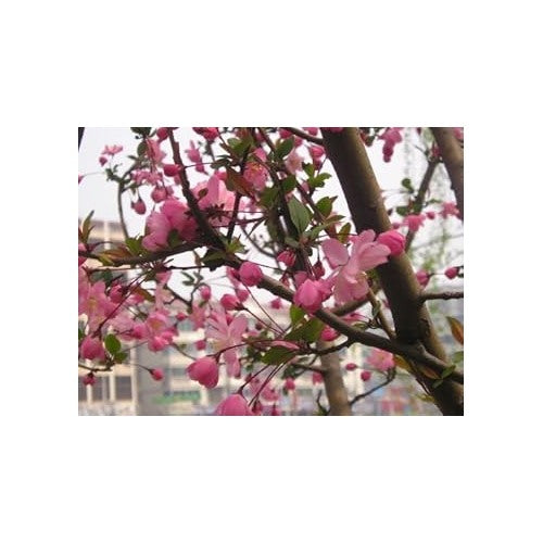 Red Malus Micromalus Fruit Seeds for Planting [neera-v5-859b25e87eb4b13931b1]