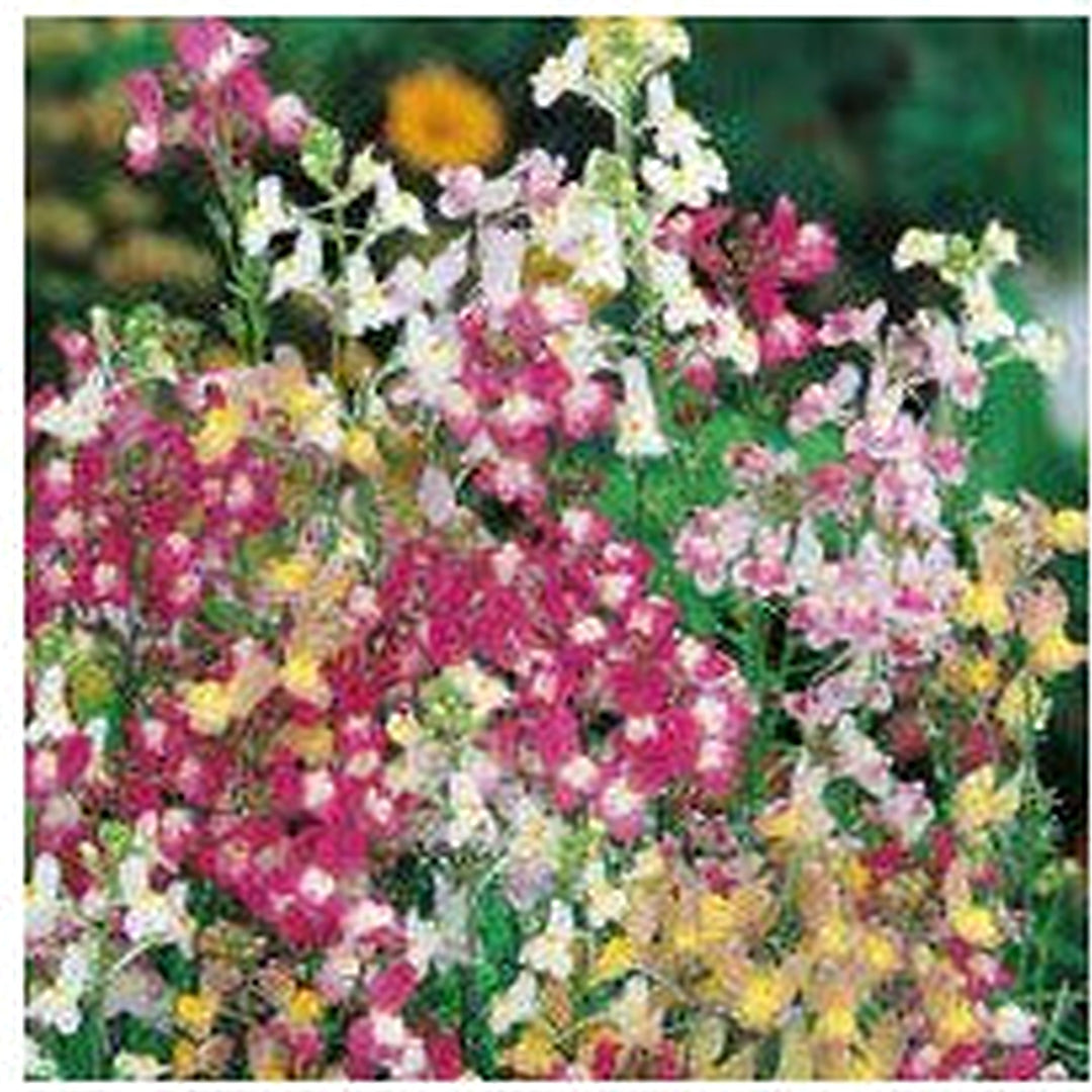 Linaria maroccana Flower Seeds for Planting [neera-v5-859bfa5947cdf24885f3]