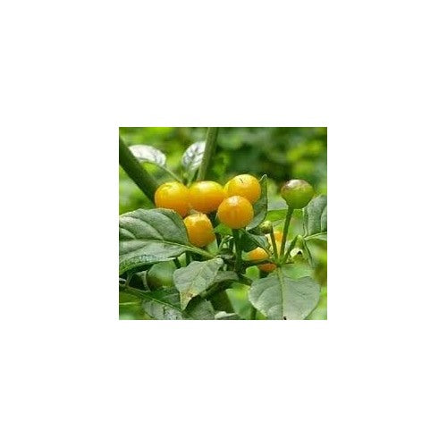 Nipple Pepper Vegetable Seeds for Planting [neera-v5-85a8b356e69d5d0f7342]