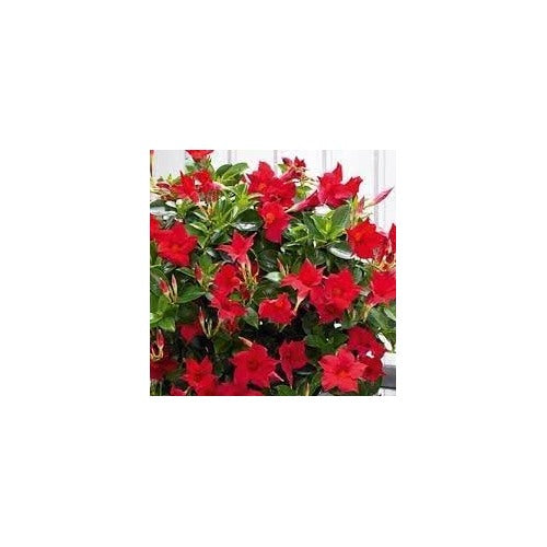 Heirloom Non-GMO Sanderi Flower Seeds for Tropical Ornamental Garden Planting [neera-v5-85acb0dd5af5ecf8c3b3]