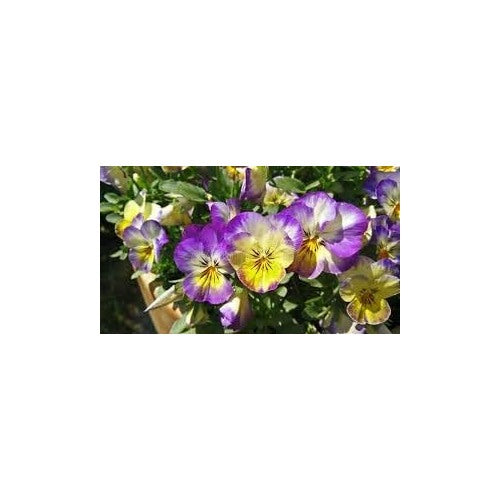 Heirloom Non Gmo Johnny Jump Up Viola Flower For Planting Colorful Blooming Flower Flower Seeds for [neera-v5-85b21e9822318ad1f18b]