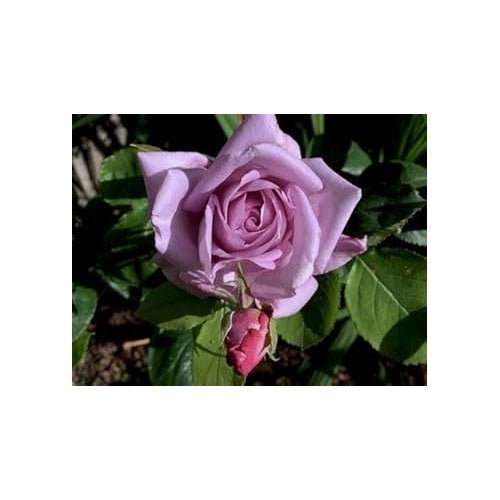 Lavender Rose Flower Seeds for Planting [neera-v5-85b320ede9b61b0d9724]