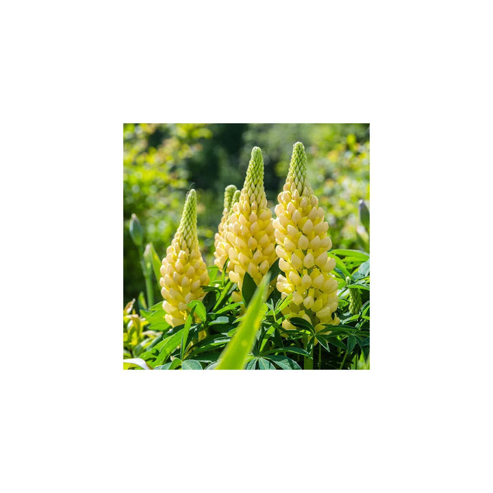 Lupine Flower Heirloom Non Gmo Planting Flower Seeds for Home Garden Planting, Fragrant Organic [neera-v5-85b5144297e1ba48502b]