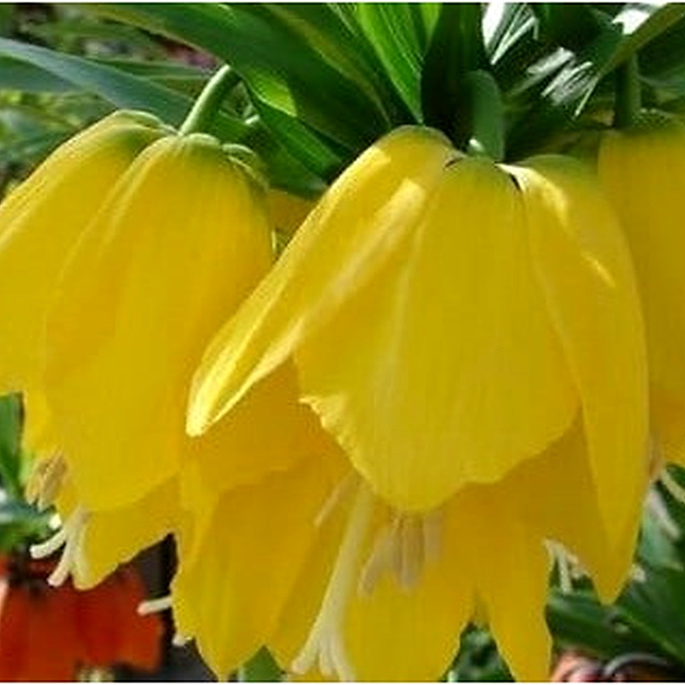 Yellow Imperial Crown Flower Seeds for Planting | Heirloom, Non-GMO, High Germination Organic Garden Seeds for Royal Spring Blooms [neera-v5-85b738bf3fe4c3cb7548]