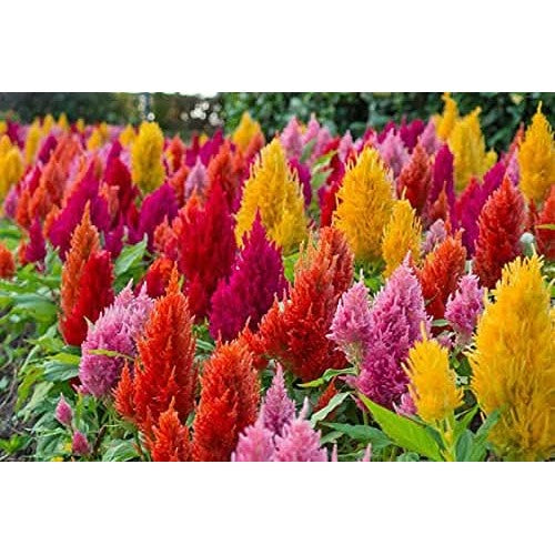 Celosia Spicata Flower Mixed Colors Flower Seeds for Home Garden Planting, Blooming Organic [neera-v5-85c1492f84ab7946d9ed]