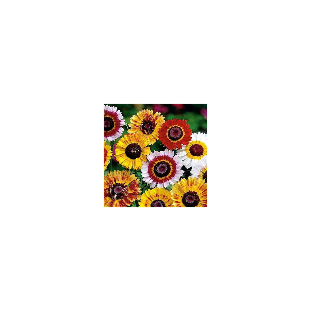 Daisy Chrysanthemum Carinatum Rainbow Flower For Planting In Backyard Garden Or Borders Flower [neera-v5-85cefe78ea0d82924855]
