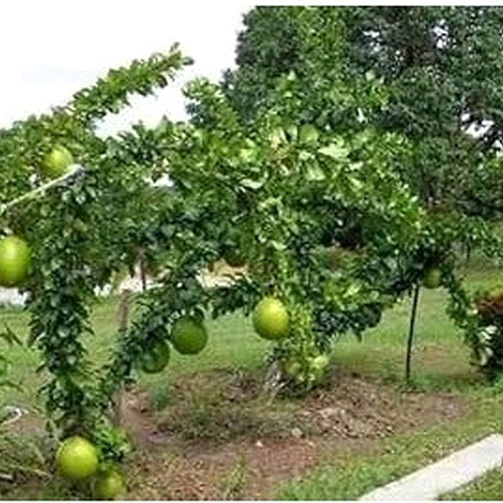 Crescentia Alata Fruit Seeds for Planting [neera-v5-85cfabeacb10f62c9fe6]