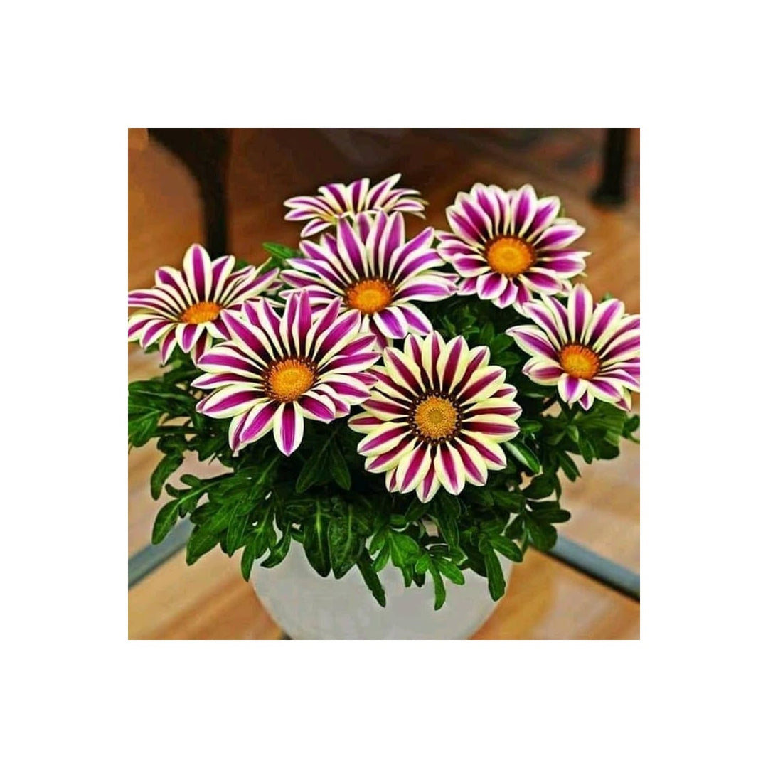 Purple Gazania Perennial Flower Flower Seeds for Home Garden Planting, Premium Organic Blooming [neera-v5-85deb5782f532ca383c6]