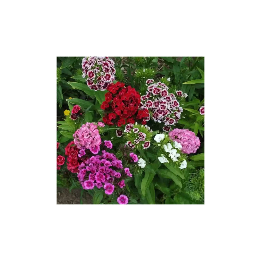 Heirloom Dianthus Barbatus Non Gmo Flower For Planting Flower Seeds for Home Garden Planting, [neera-v5-85ea18ff926c2fca20c2]