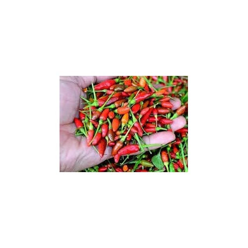 Chili Pepper Capsicum Seeds for Planting [neera-v5-85f776da1bf74c577dfd]