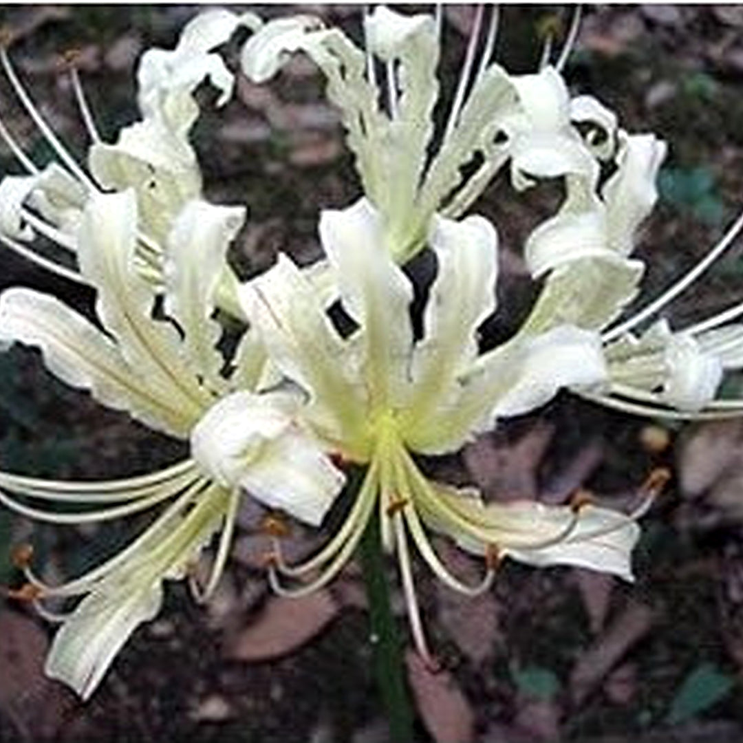 Lycoris Radiata White Seeds [neera-v5-860cccec3b17e32703b8]