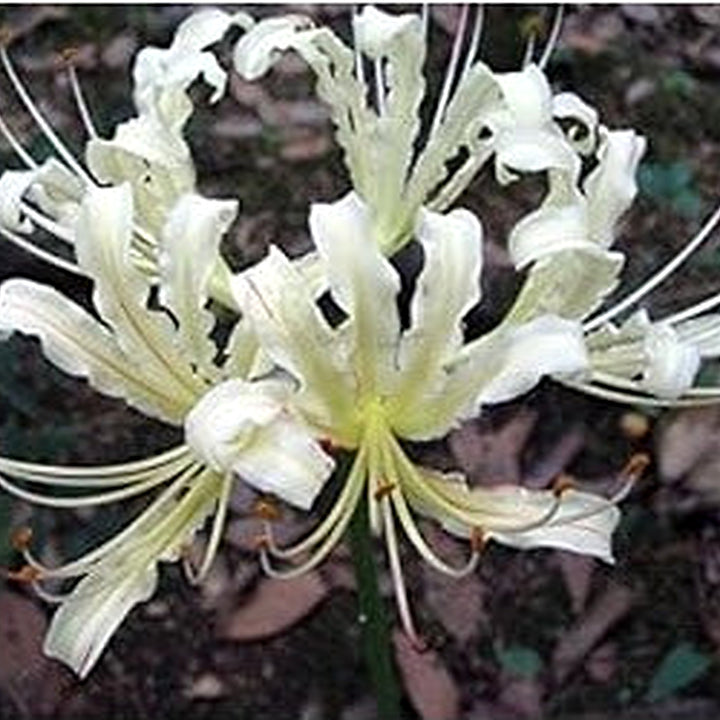 Lycoris Radiata White Seeds [neera-v5-860cccec3b17e32703b8]