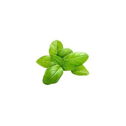 Light Green Basil Plant Seeds for Planting [neera-v5-860dc52a084881284a6c]