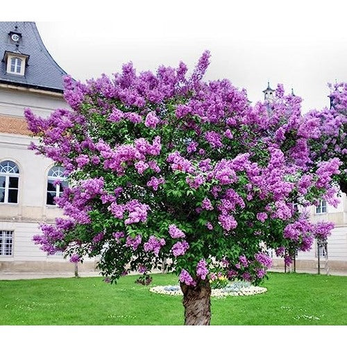 Lavender Lady Lilac Flower Seeds for Planting [neera-v5-8614a2ea6284cd12349d]