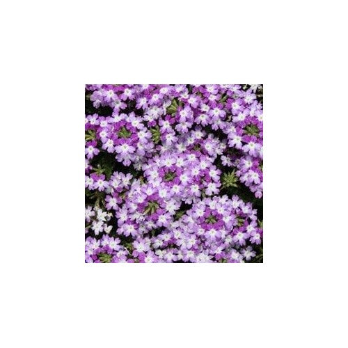 Organic Heirloom White Purple Verbena Flower Seeds [neera-v5-861f5eef7482ee276f63]