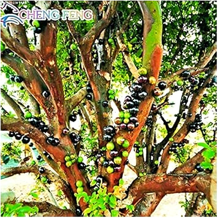 Actinidia Polygama Jaboticaba Black Brazilian Grape Fruit Seeds for Planting [neera-v5-86236c87de00cd3516e4]