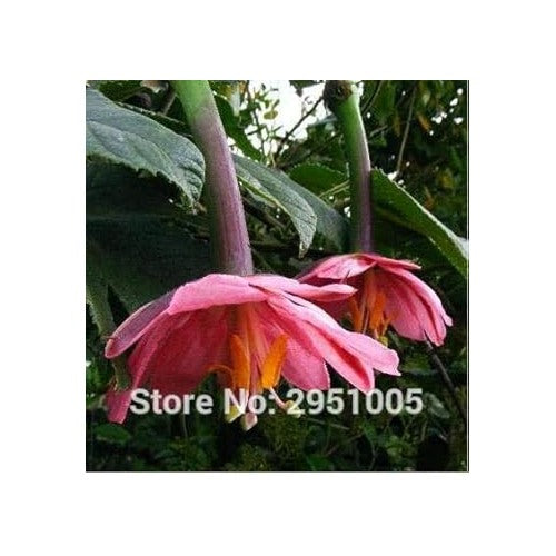 Pink Passion Flower Seeds [neera-v5-86249d58c0dd039ca587]