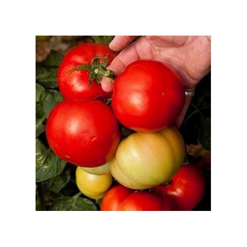 Heirloom Red Tomato Seeds for Planting [neera-v5-862784020646f202a1e0]