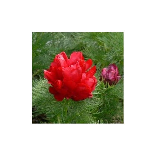 Double Flowering Fernleaf Peony Seeds for Planting [neera-v5-86289bd93af31935519a]