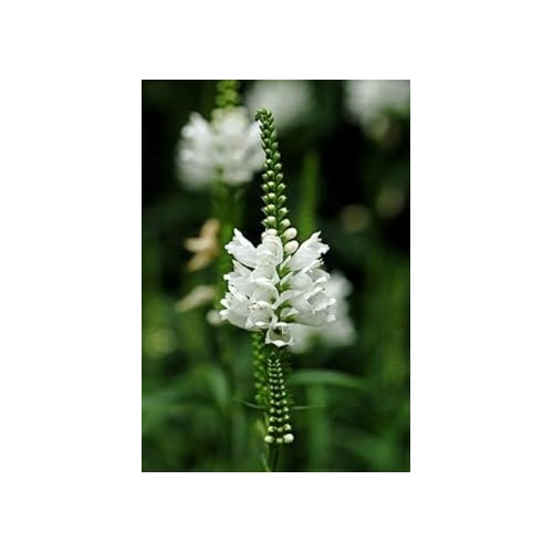 Heirloom Non-GMO White Physostegia Flower Seeds for Elegant Garden Borders and Seasonal Planting [neera-v5-864b03add5e429bbd04b]