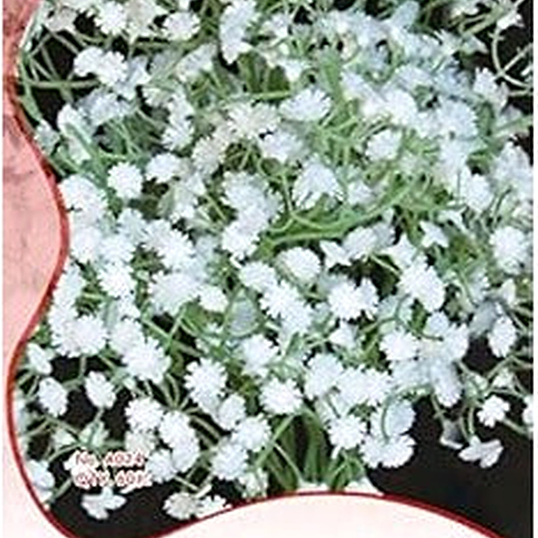 White Gypsophila Snowflake Seeds [neera-v5-864e11b60f4358128bbe]