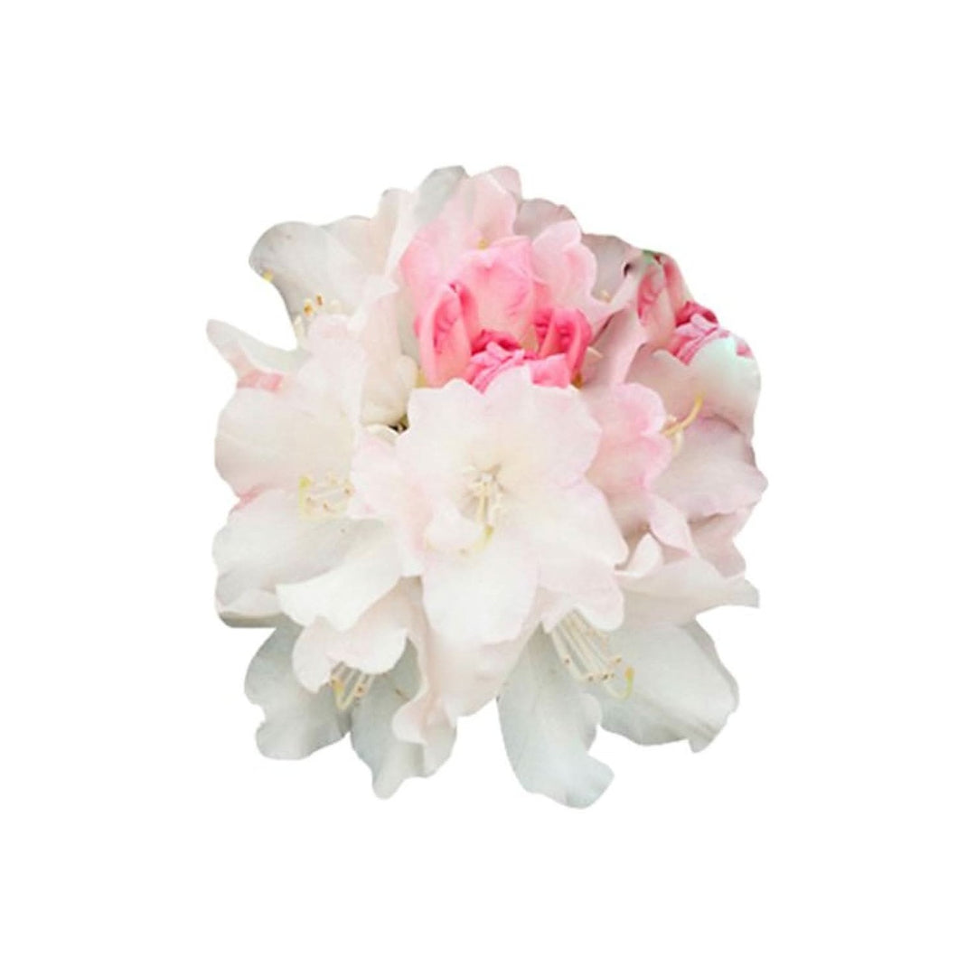 Azalea Rhododendron Spp Flower For Planting In Backyard Gardening Shaded Areas Flower Seeds for [neera-v5-865c4cdd371760ec0f9e]