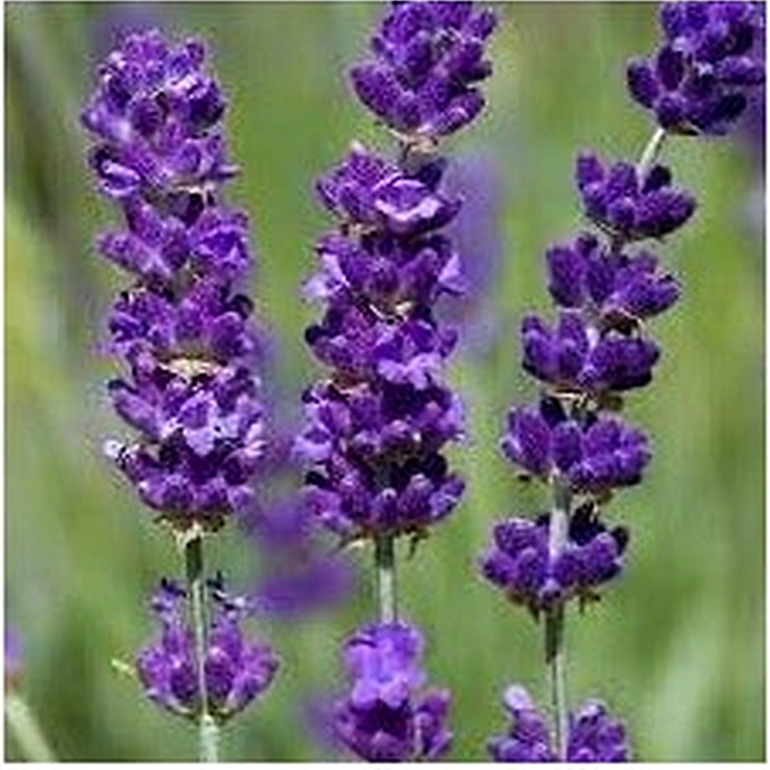 Heirloom Non-GMO Angustifolia Flower Seeds for Garden Planting [neera-v5-866f86928d0075413d7d]
