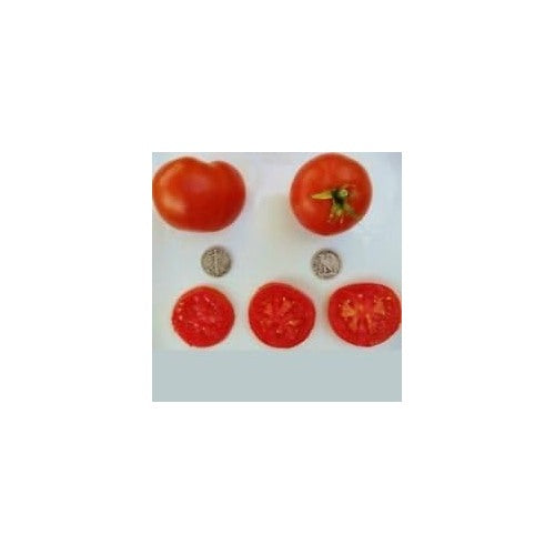 Heirloom Red Tomato Seeds for Planting [neera-v5-86725a809aff965ce100]