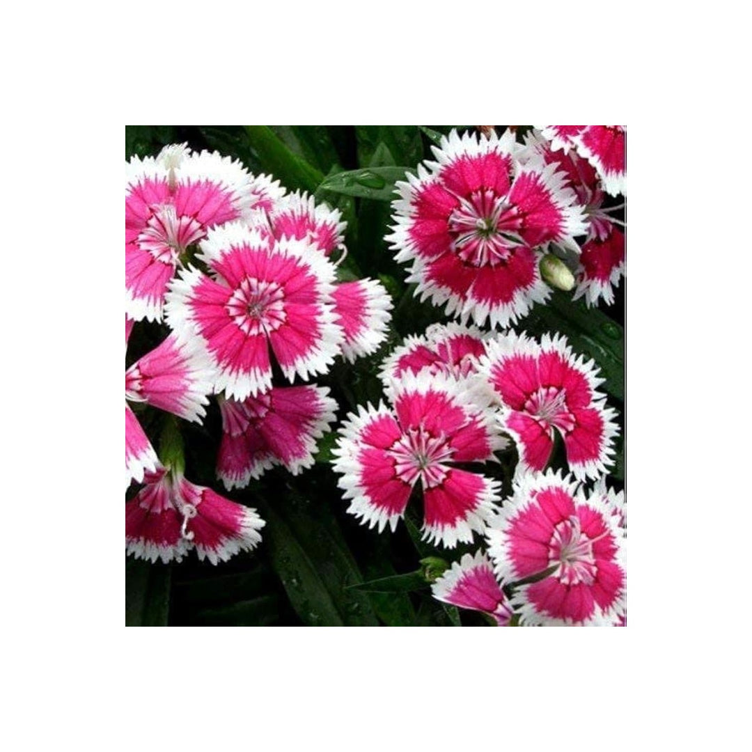 Pink Dianthus Dolce William Dianthus Barbatus Flower For Groundcover And Decorative Planting Flower [neera-v5-8679cc838bdb20f4a765]